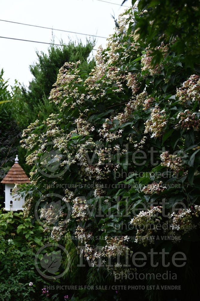 Clerodendrum trichotomum (Rose glory bower, Kashmir bouquet) 2 