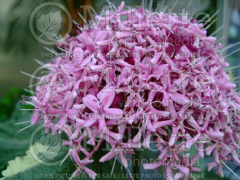 Clerodendrum bungei (Rose glory bower, Kashmir bouquet) 1 