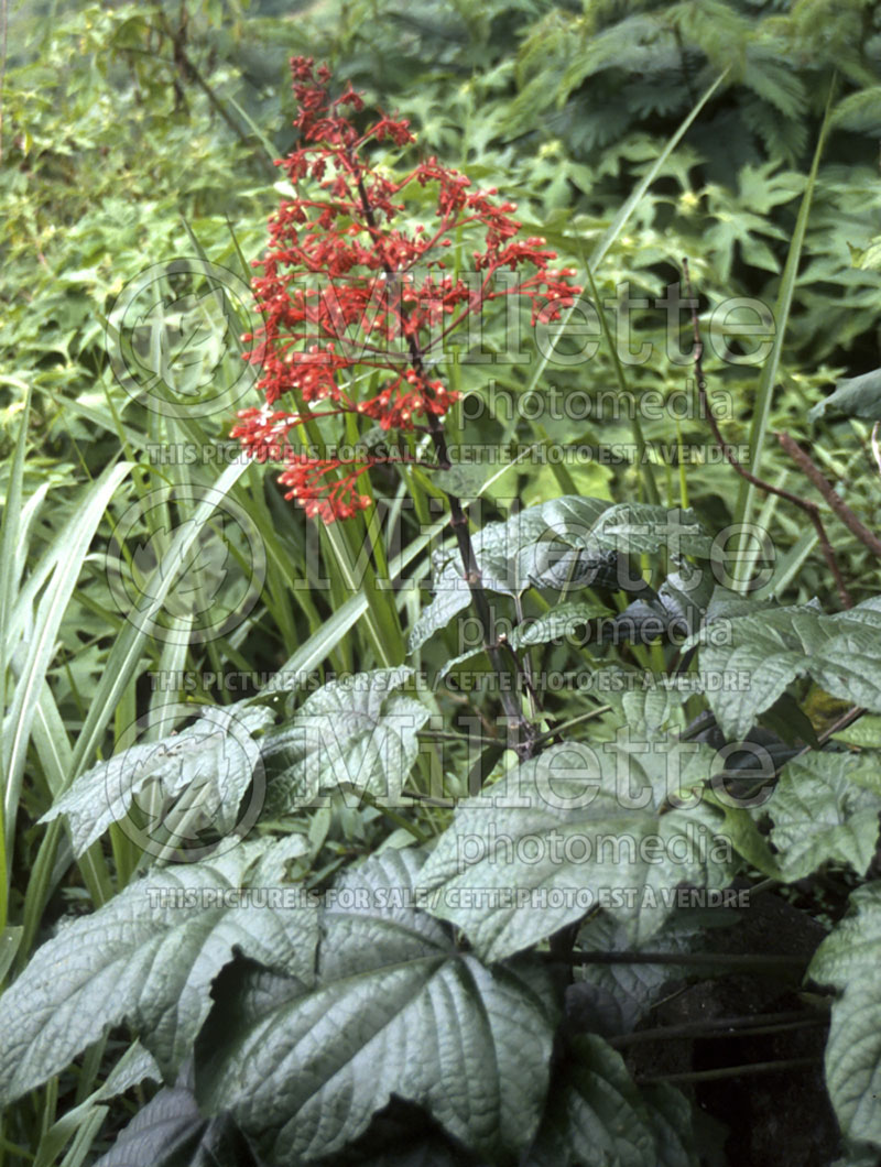 Clerodendrum paniculatum (Pagoda flower) 1 