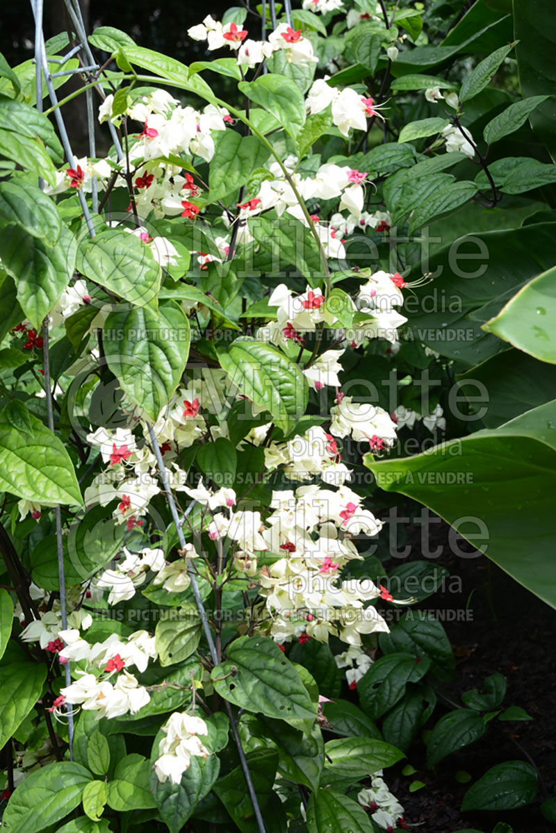 Clerodendrum thomsoniae (Bleeding Heart Vine, Glory Bower) 3 