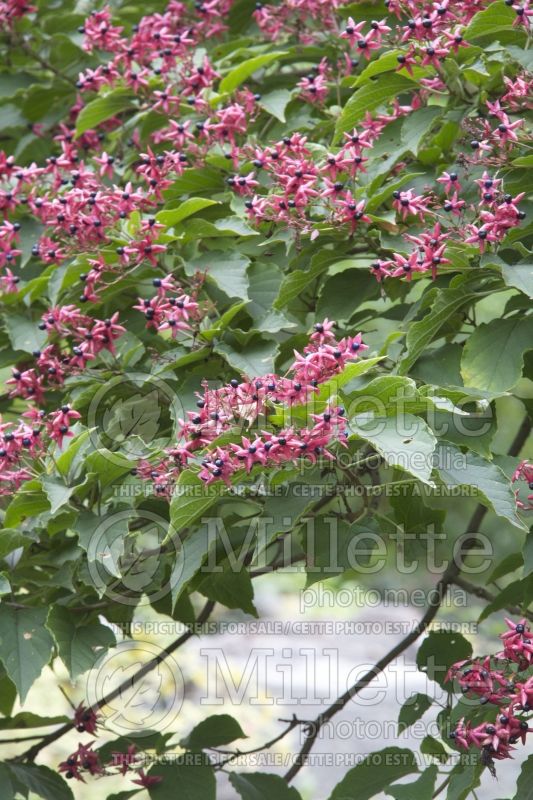 Clerodendrum trichotomum var. fargesii (Rose glory bower, Kashmir bouquet) 2 