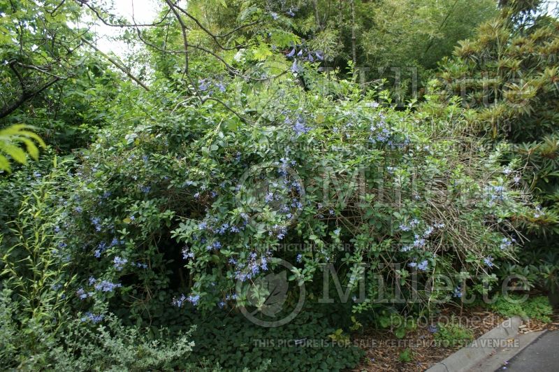 Clerodendrum ugandese or Rotheca myricoide (Butterfly Clerodendrum) 4 