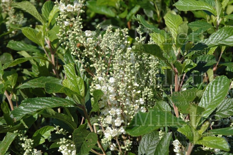 30 ANNE BIDWELL  SWEET PEPPERBUSH SEEDS Clethra alnifolia 'Anne Bidwell '