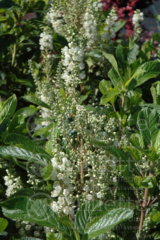 Clethra Anne Bidwell (Sweet Pepperbush) 2 