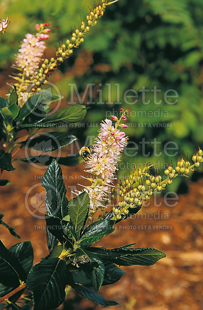 Clethra Hokie Pink (Summersweet) 1