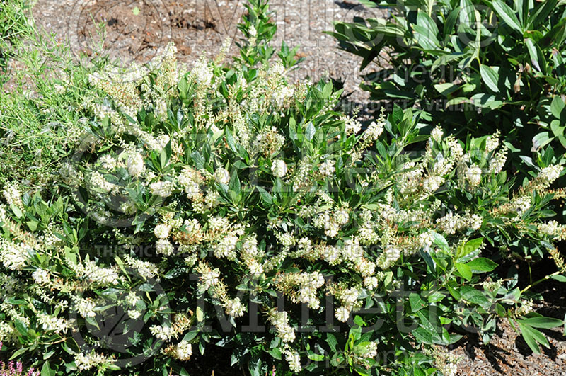 Clethra Hummingbird (Summersweet) 1 