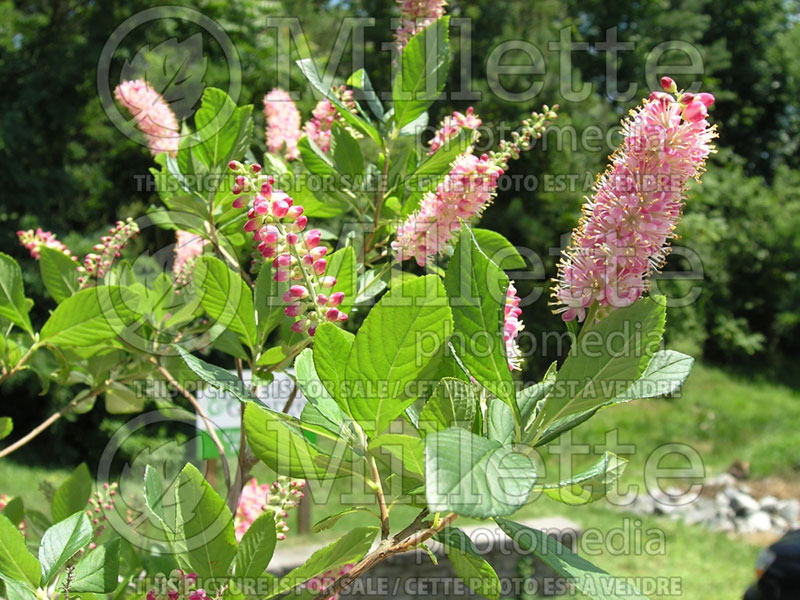 Clethra Ruby Spice (Sweet Pepperbush) 6 