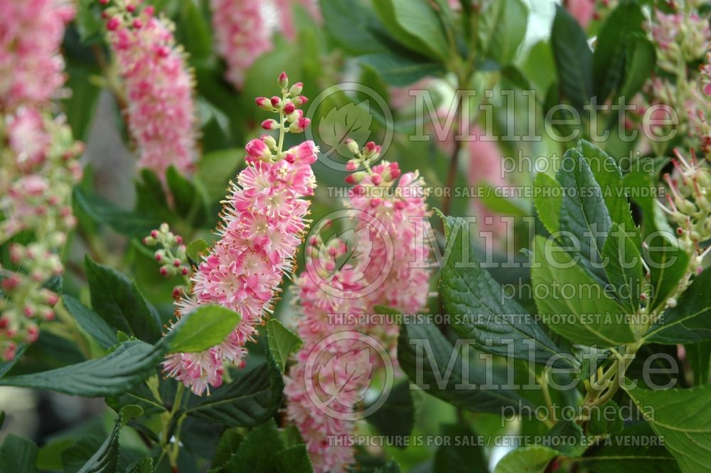 Clethra Ruby Spice (Sweet Pepperbush) 3 