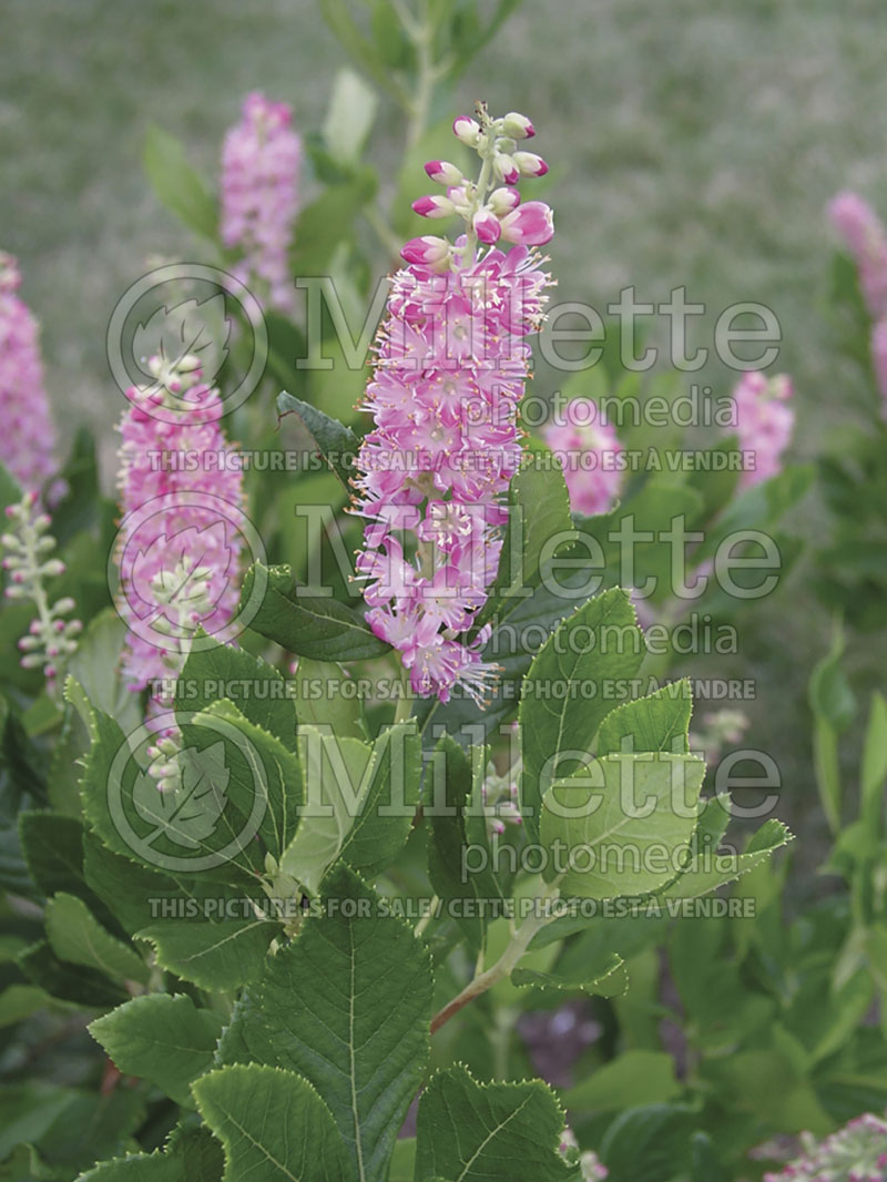 Clethra Ruby Spice (Sweet Pepperbush) 5 