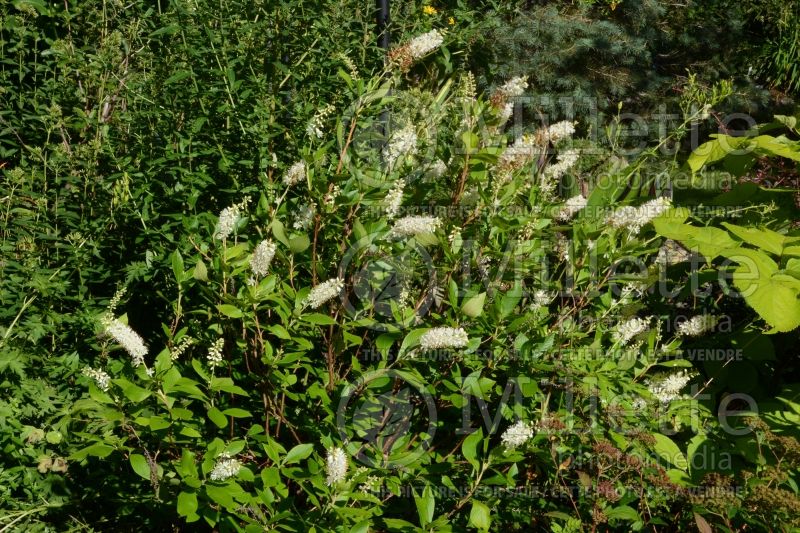 Clethra Sugartina Crystalina (Sweet Pepperbush) 1 