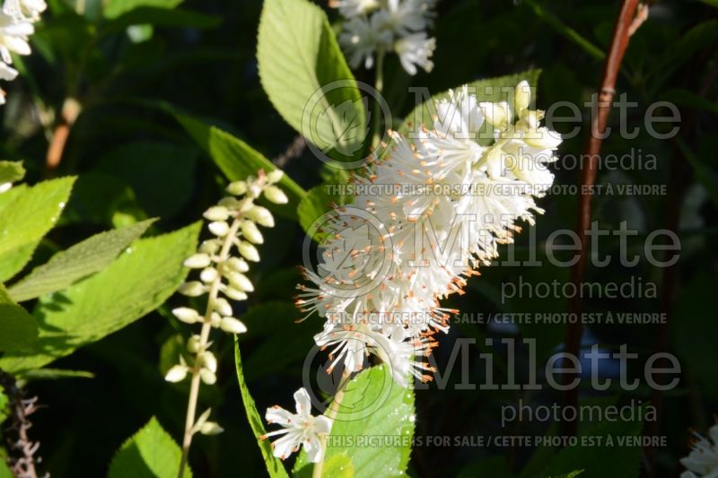 Clethra Sugartina Crystalina (Sweet Pepperbush) 2 