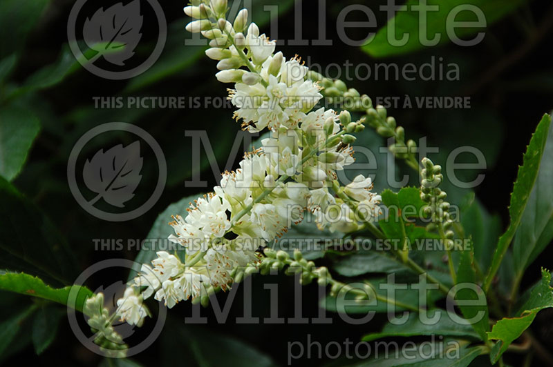 Clethra Vanilla Spice or Caleb (Summersweet) 1 