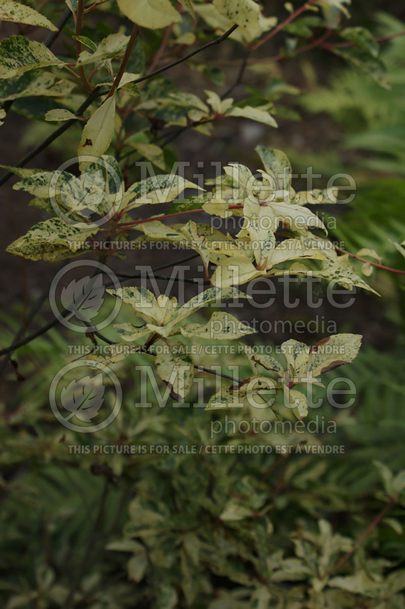 Clethra Takeda Nishiki (Variegated tree clethra) 2 