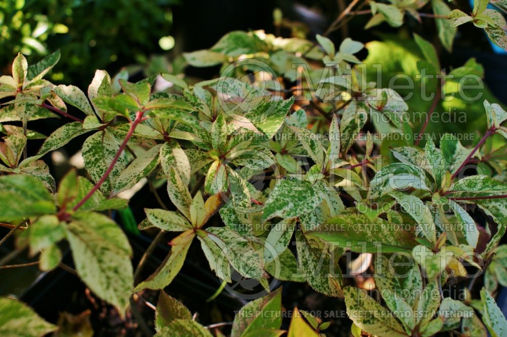 Clethra Takeda Nishiki (Variegated tree clethra) 3 