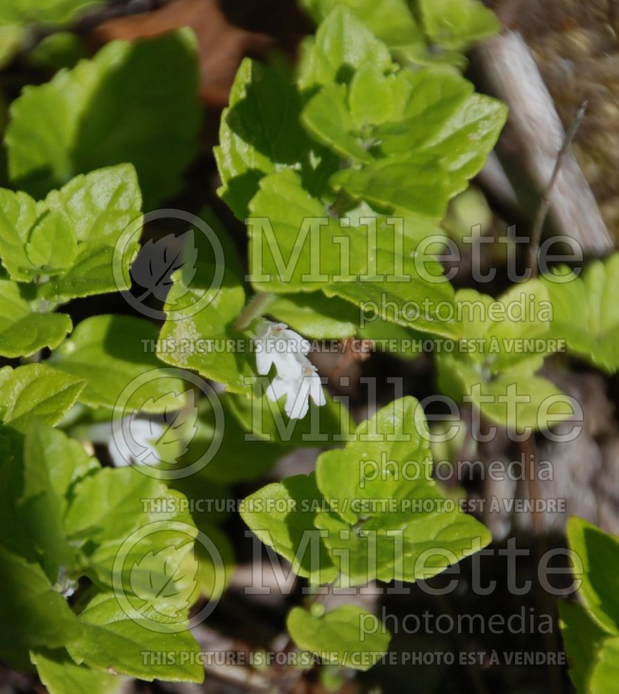 Clinopodium douglasii aka Satureja douglasii (yerba buena) 1