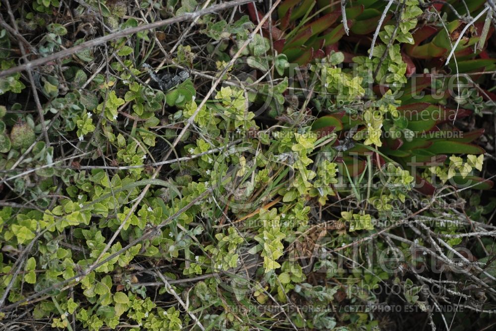 Clinopodium douglasii aka Satureja douglasii (yerba buena) 3