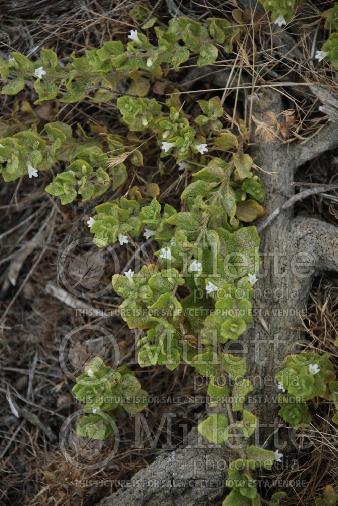 Clinopodium douglasii aka Satureja douglasii (yerba buena) 4
