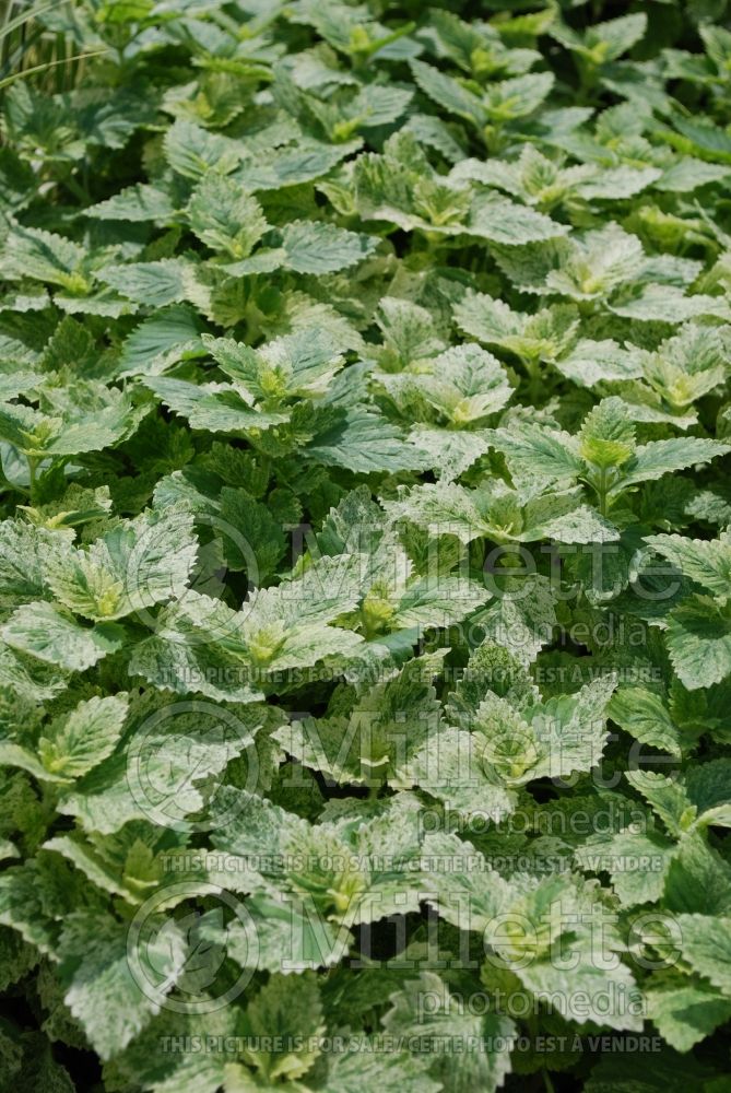 Calamintha or Clinopodium Variegata (Calamint) 2