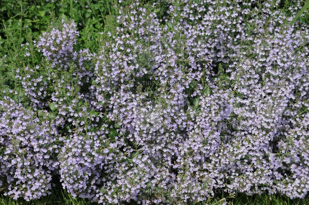 Calamintha Blue Cloud (Calamint) 4