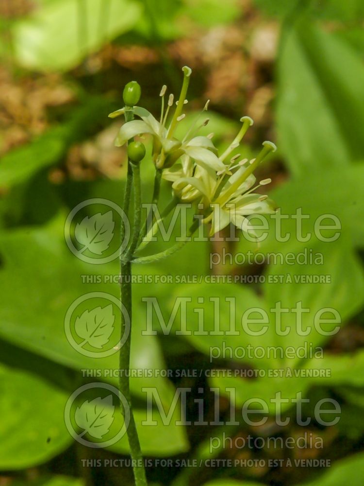 Clintonia borealis (Blue-bead lily) 15