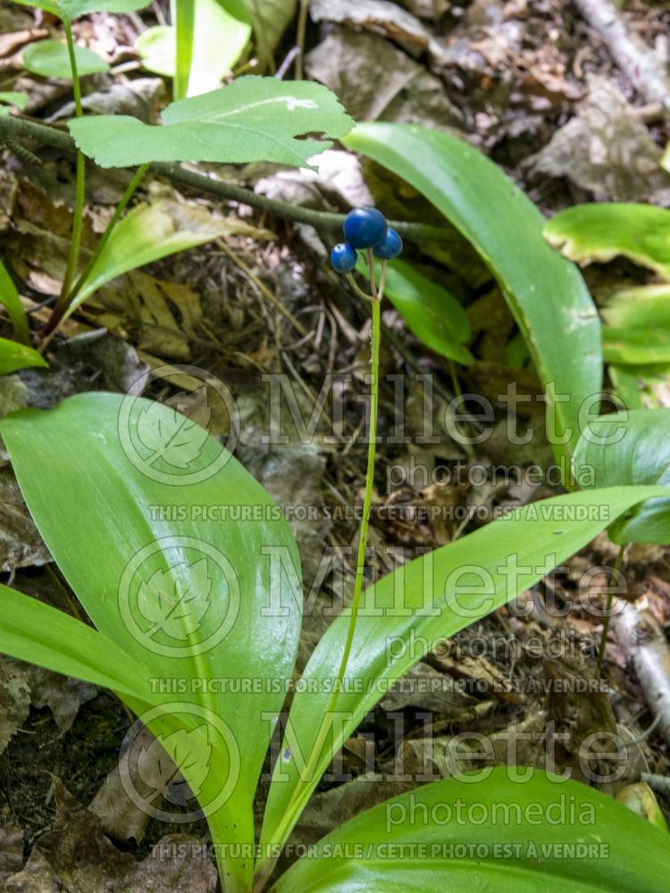 Clintonia borealis (Blue-bead lily) 16