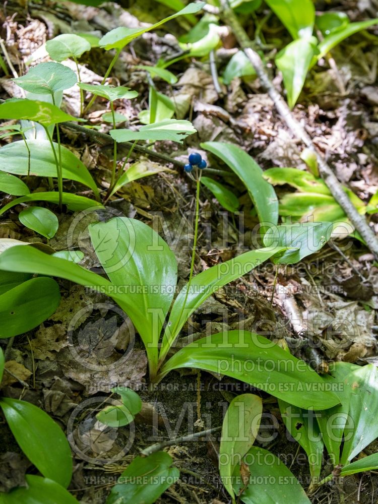 Clintonia borealis (Blue-bead lily) 17