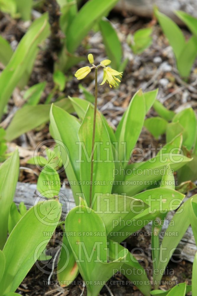 Clintonia borealis (Blue-bead lily) 18