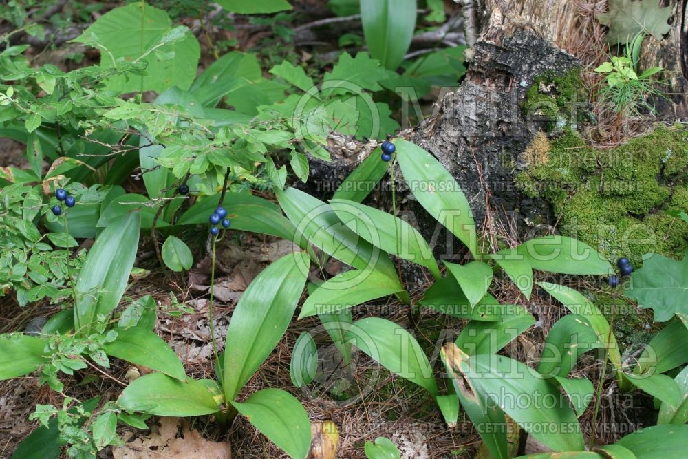 Clintonia borealis (Blue-bead lily) 22