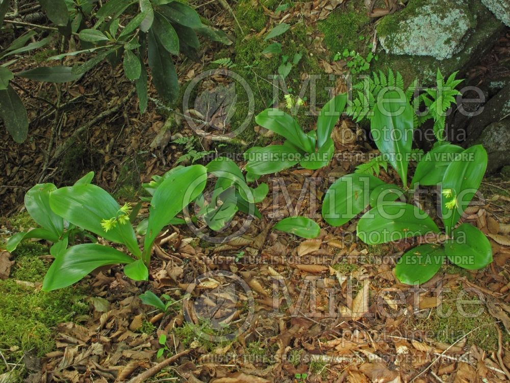 Clintonia borealis (Blue-bead lily) 8 