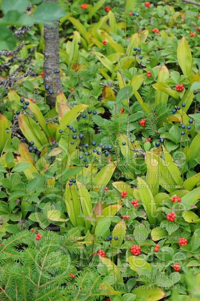 Clintonia borealis (Blue-bead lily) 9 
