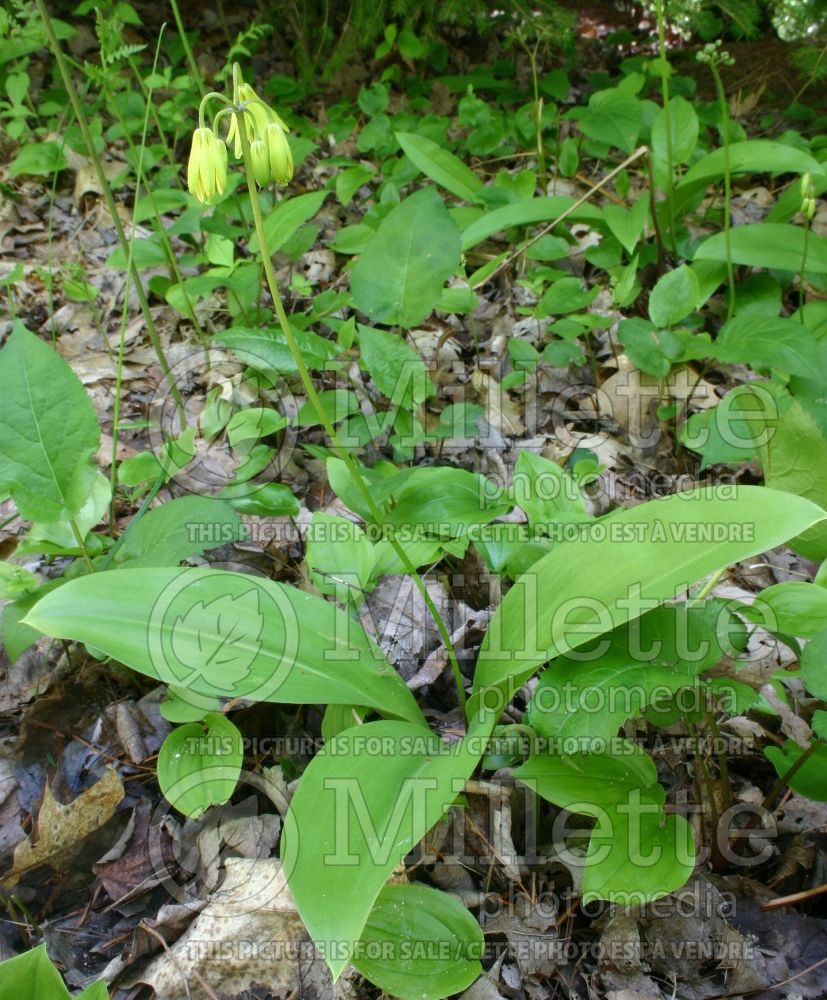 Clintonia borealis (Blue-bead lily) 4 