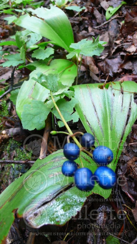 Clintonia borealis (Blue-bead lily) 6 