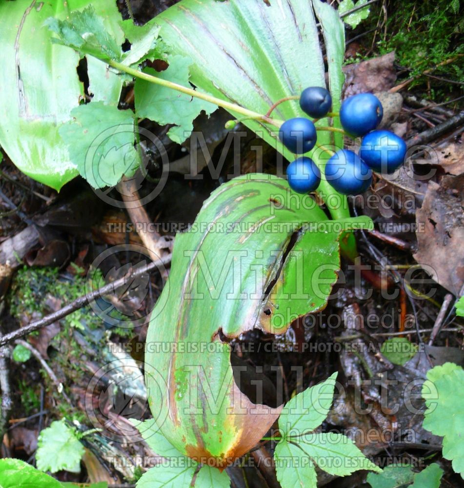 Clintonia borealis (Blue-bead lily) 1 