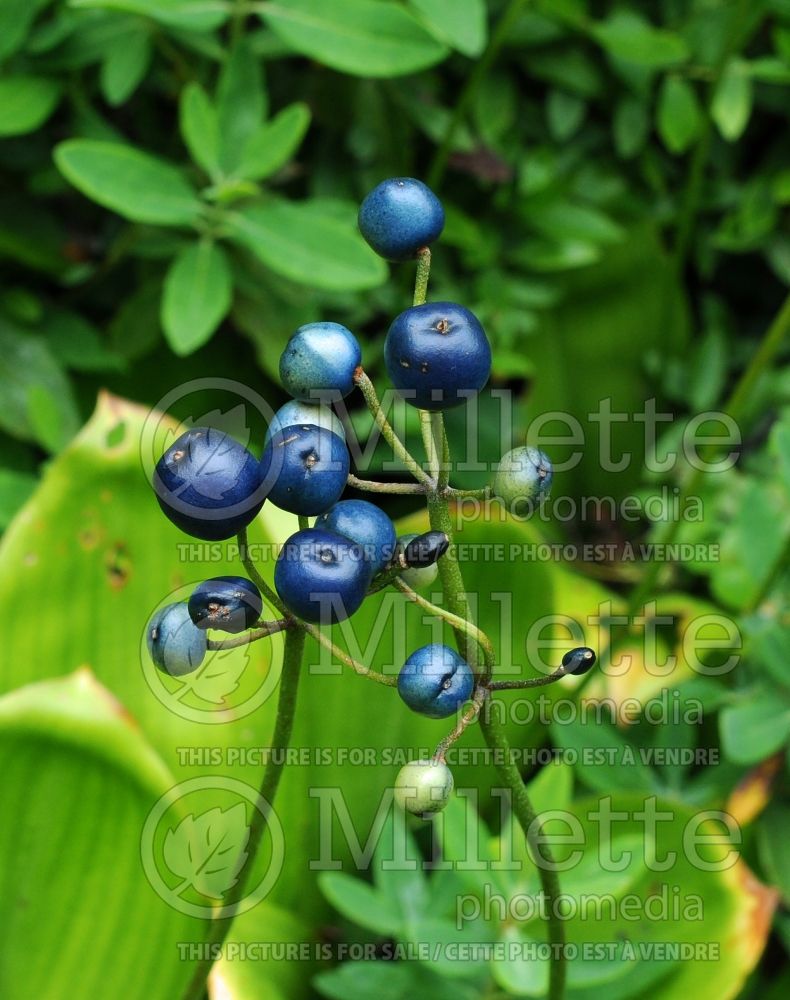 Clintonia borealis (Blue-bead lily) 10 
