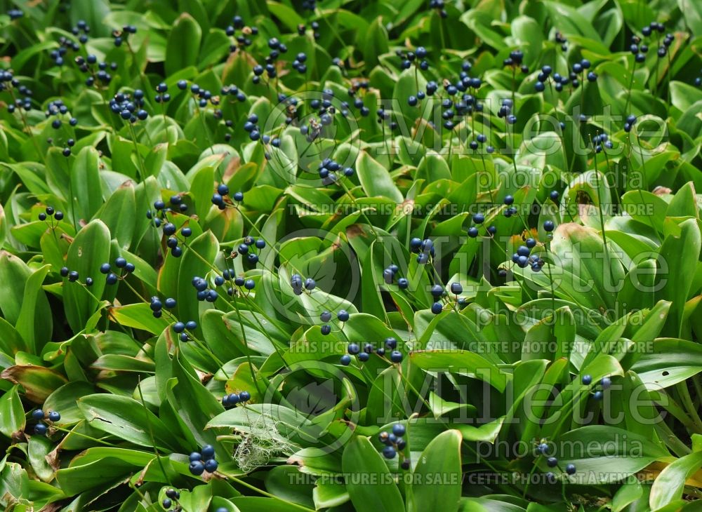Clintonia borealis (Blue-bead lily) 11