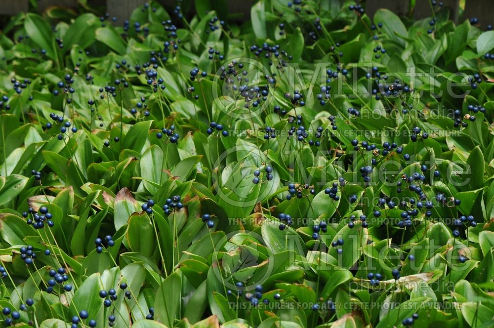 Clintonia borealis (Blue-bead lily) 12