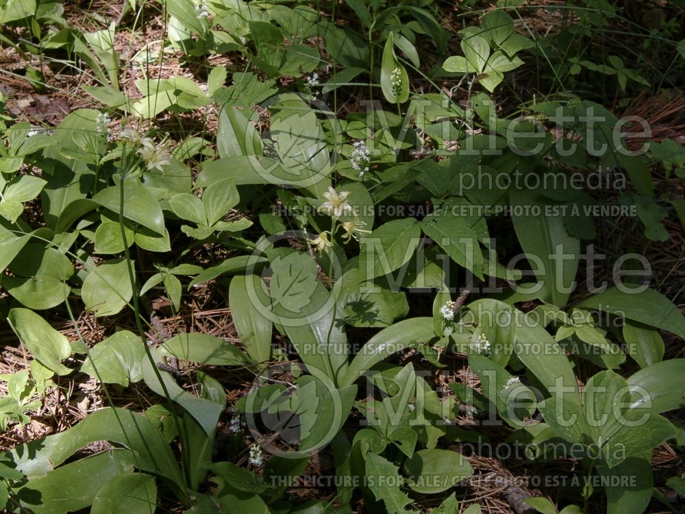 Clintonia borealis (Blue-bead lily) 13