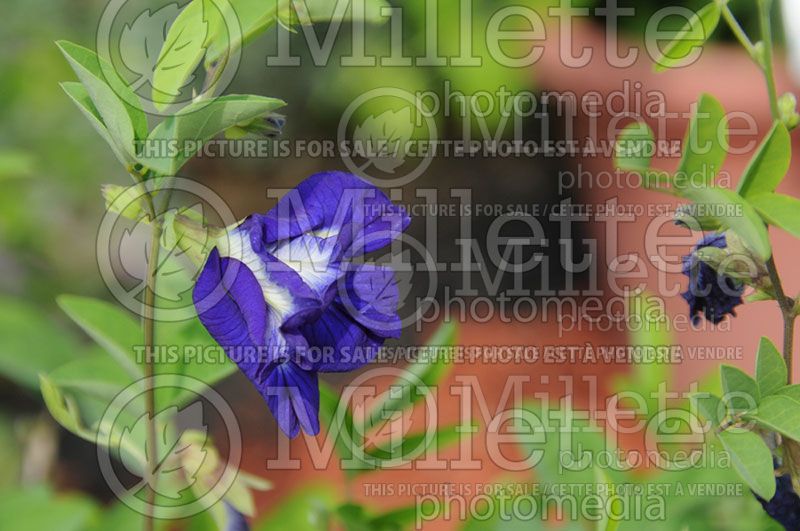 Clitoria Azul Petite (Bluepea or Butterfly peas) 2