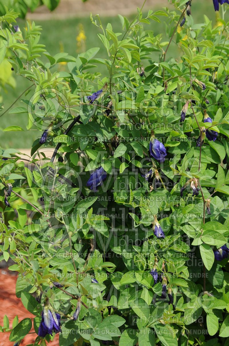 Clitoria Azul Petite (Bluepea or Butterfly peas) 1