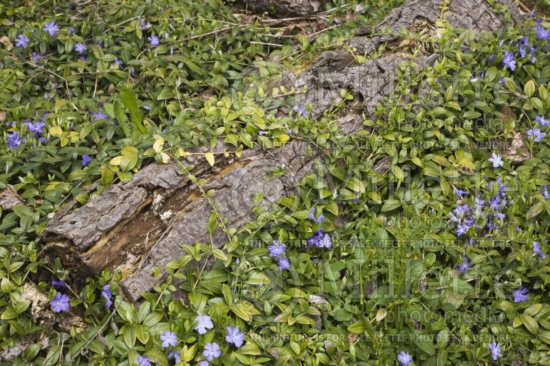 Close-up of a rotting tree stump and purple Vinca