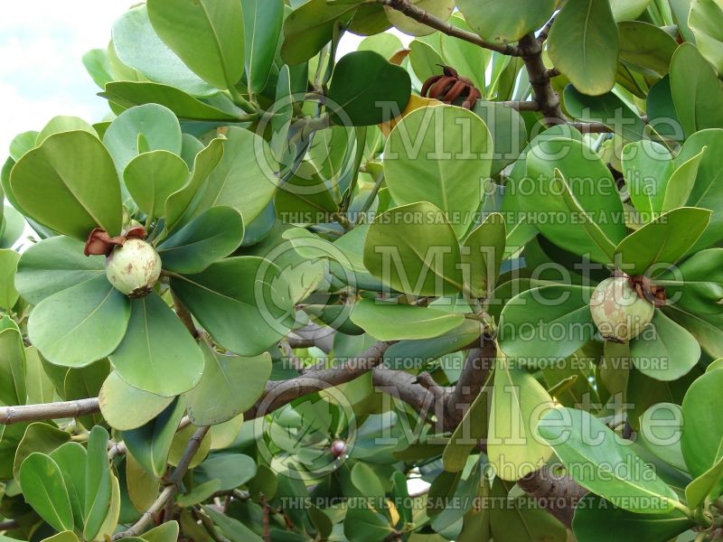 Clusia major (Autograph Tree, Pitch-Apple, Copey) 1 