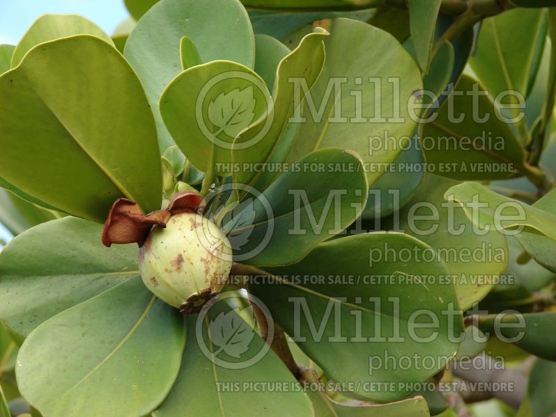 Clusia major (Autograph Tree, Pitch-Apple, Copey) 2 