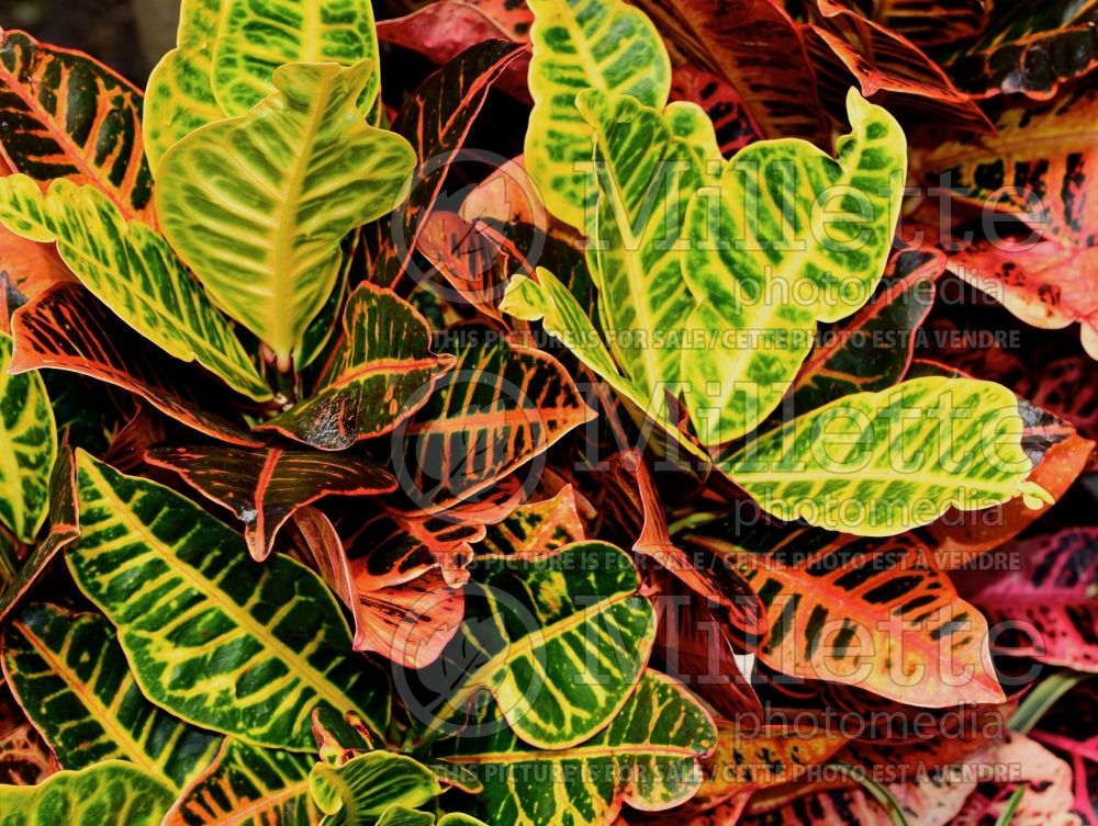 Codiaeum variegatum (Croton) 1