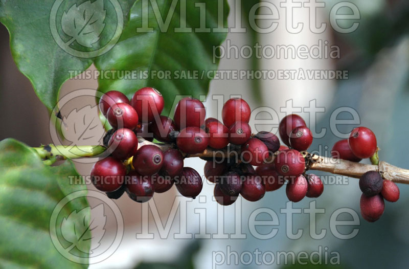 Coffea arabica (Coffee) 1 