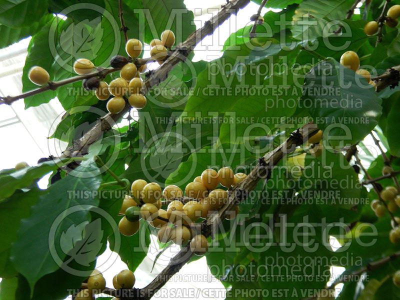 Coffea racemosa (Coffee)  2