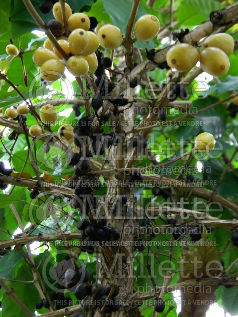 Coffea racemosa (Coffee)  3