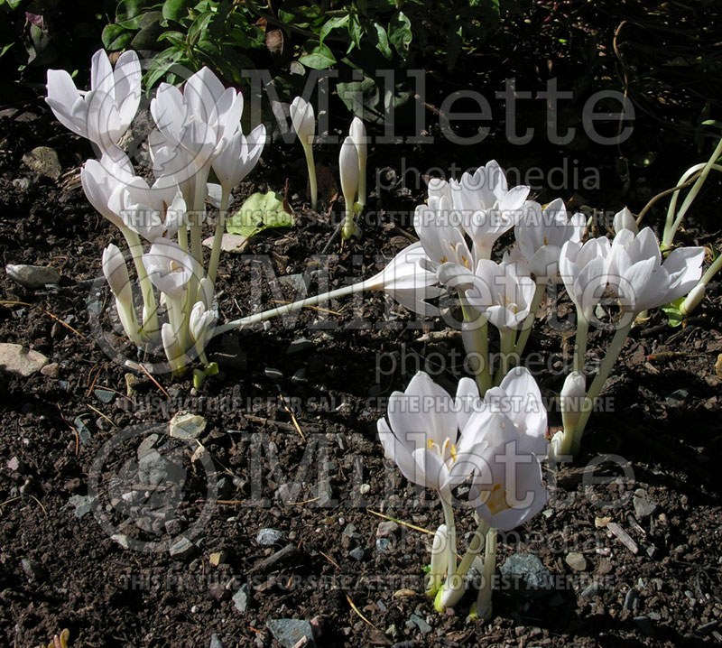 Colchicum Album (False Autumn Crocus) 2