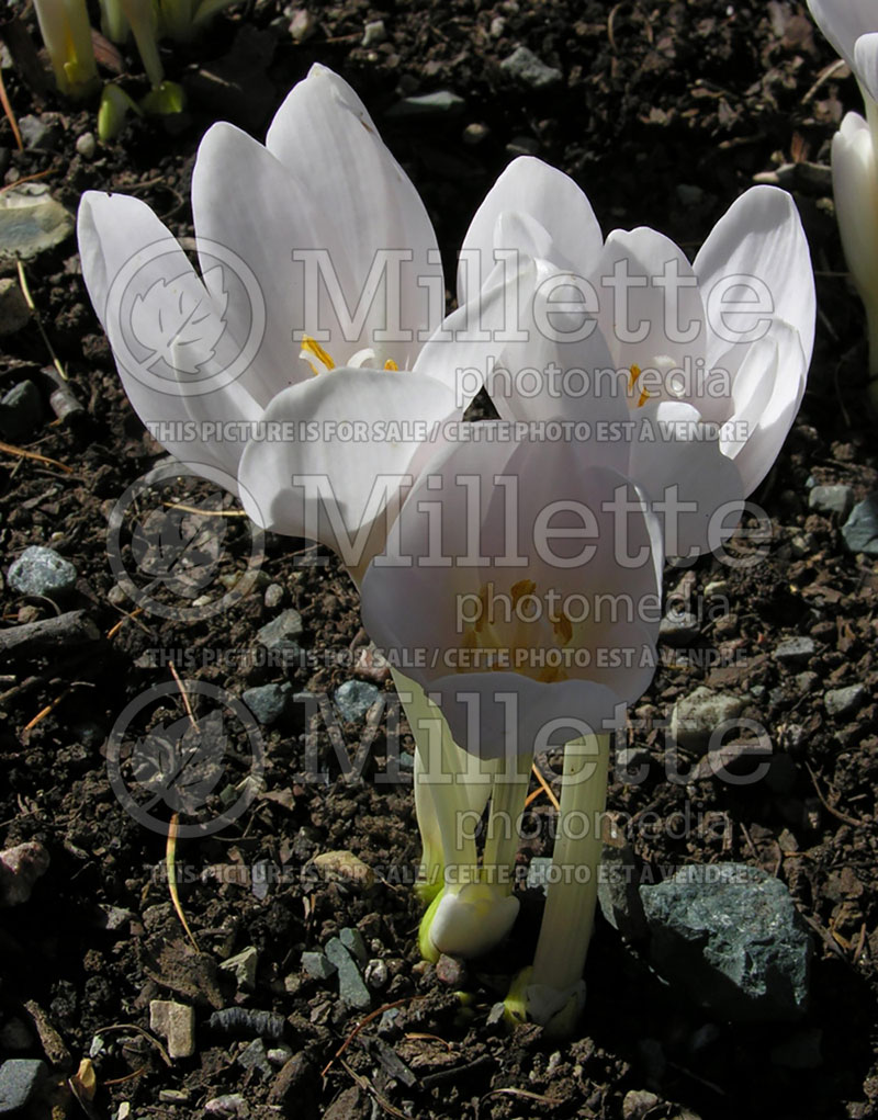 Colchicum Album (False Autumn Crocus) 1