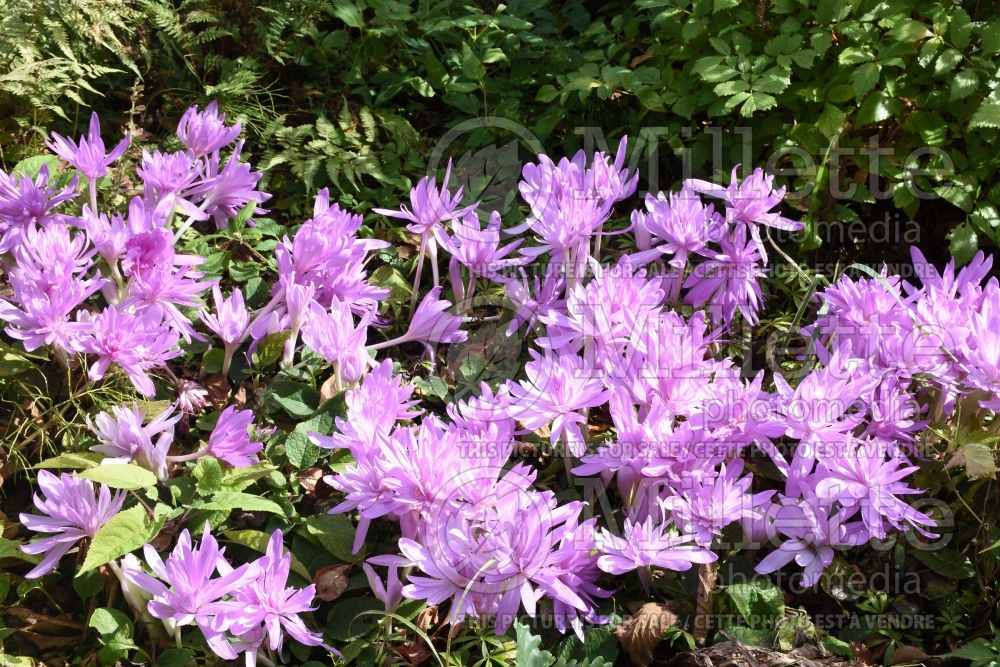 Colchicum Waterlily (False Autumn Crocus) 1