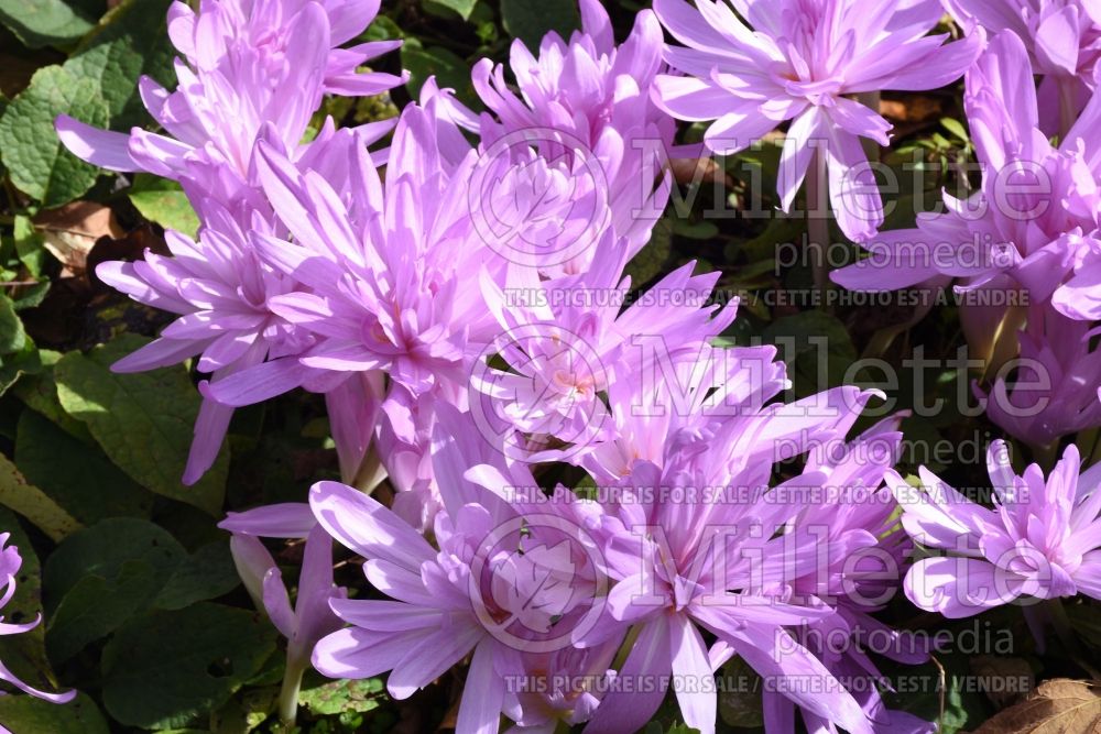 Colchicum Waterlily (False Autumn Crocus) 2